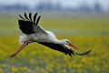 Bocian biały - The white stork - Ciconia ciconia